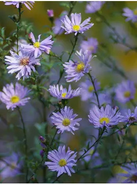 Symphyotrichum laeve 'Black Ice'