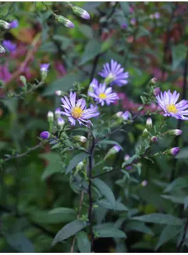 Symphyotrichum laeve 'Calliope'