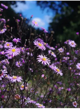 Symphyotrichum laeve 'Glow in the Dark'