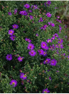 Symphyotrichum laeve 'Orpheus'