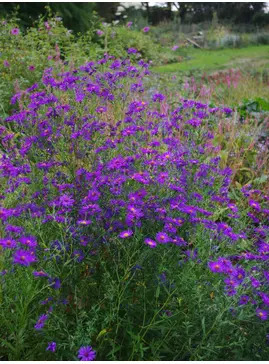 Symphyotrichum laeve 'Orpheus'