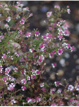 Symphyotrichum lateriflorum var. horizontalis