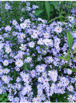 Symphyotrichum 'Little Carlow' (cordifolium hybrid)