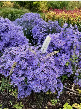 Symphyotrichum 'Little Carlow' (cordifolium hybrid)