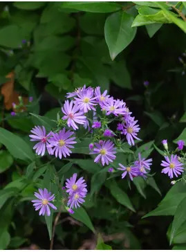 Symphyotrichum 'Little Carlow' (cordifolium hybrid)