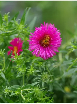 Symphyotrichum novae-angliae 'Andenken an Alma Pötschke'