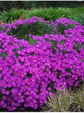 Symphyotrichum novi-belgii 'Heinz Richard'