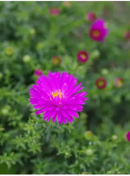 Symphyotrichum novi-belgii 'Heinz Richard'