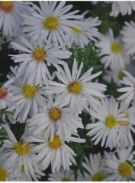 Symphyotrichum novi-belgii 'Kristina'