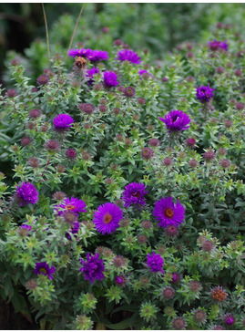 Symphyotrichum novi-belgii 'Purple Dome'