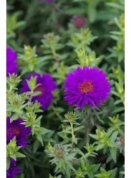 Symphyotrichum novi-belgii 'Purple Dome'