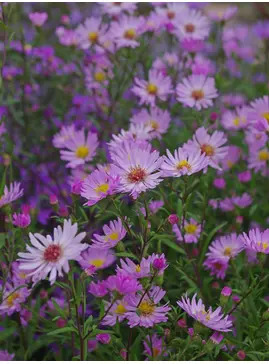 Symphyotrichum 'Prairie Sky'