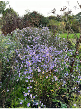 Symphyotrichum turbinellum