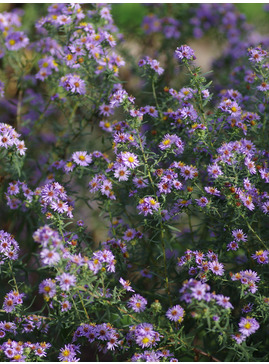 Symphyotrichum x amethystinum 'Freiburg' 