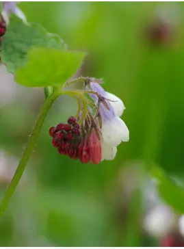Symphytum 'Hidcote Blue'