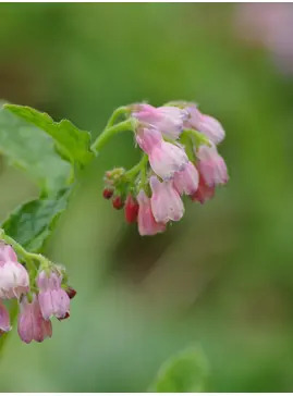 Symphytum 'Hidcote Pink'