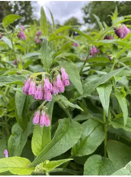 Symphytum ibericum 'All Gold'