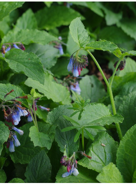 Symphytum ibericum 'Blaueglocken'