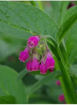 Symphytum 'Romanian Red'