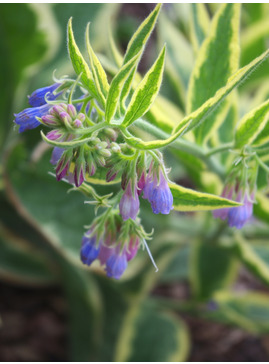 Symphytum x uplandicum 'Variegatum'