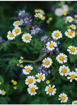 Tanacetum niveum