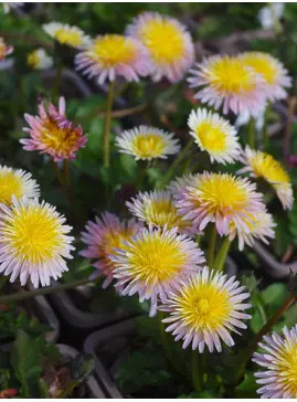 Taraxacum pseudoroseum