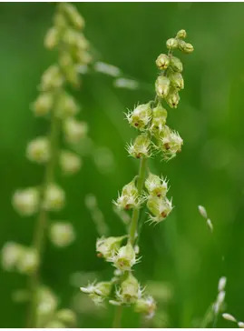 Tellima grandiflora Odorata Group