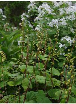 Tellima grandiflora Rubra Group