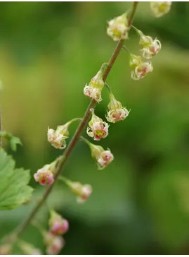 Tellima grandiflora Rubra Group