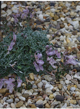 Teucrium aroanium