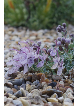 Teucrium aroanium