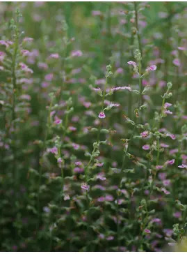 Teucrium asiaticum