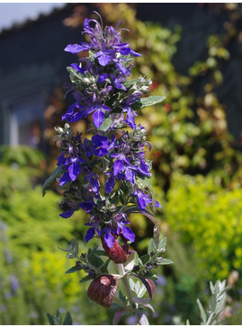 Teucrium fruticans 'Azureum'
