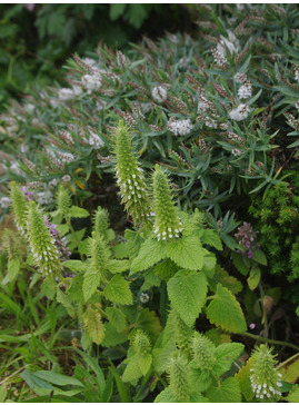 Teucrium lamiifolium