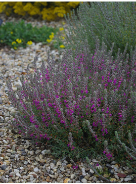 Teucrium marum