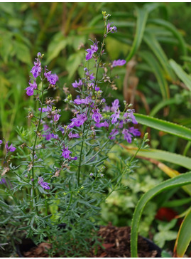Teucrium orientale