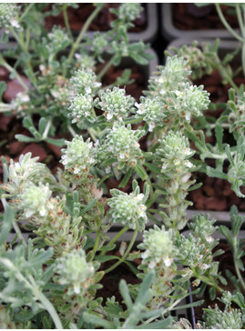 Teucrium polium