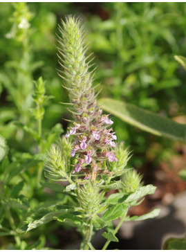 Teucrium sp. from North Macedonia
