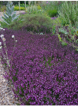 Teucrium x lucidrys Gravel Garden