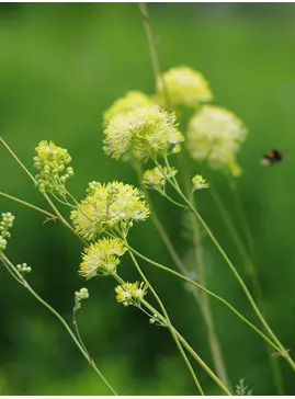 Thalictrum flavum subsp. glaucum