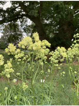 Thalictrum lucidum
