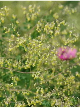 Thalictrum minus 'Adiantifolium'