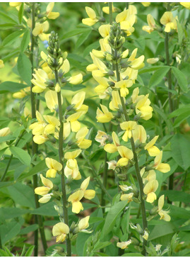 Thermopsis lanceolata