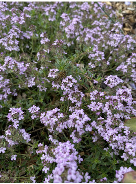 Thymus 'Bressingham'