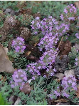 Thymus neiceffii