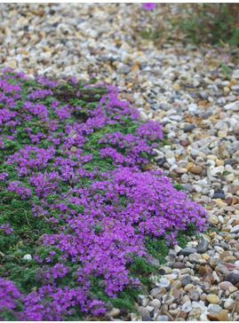 Thymus serpyllum 'Minor'