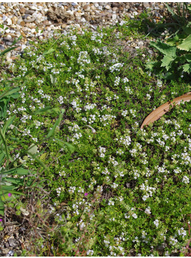 Thymus serpyllum var. albus