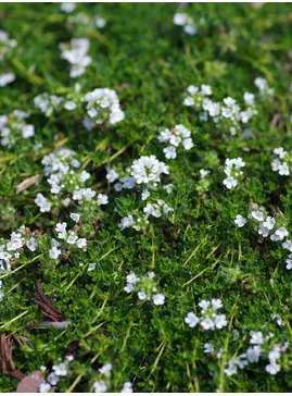 Thymus serpyllum var. albus