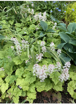 Tiarella cordifolia