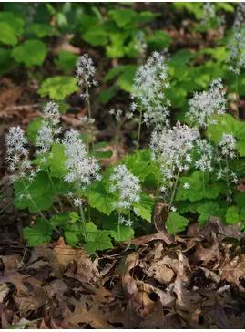 Tiarella cordifolia